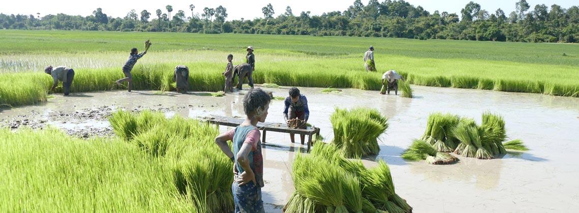 Cambodge champs