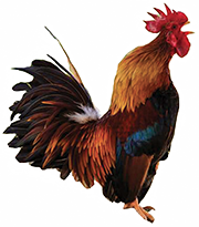 Coq2