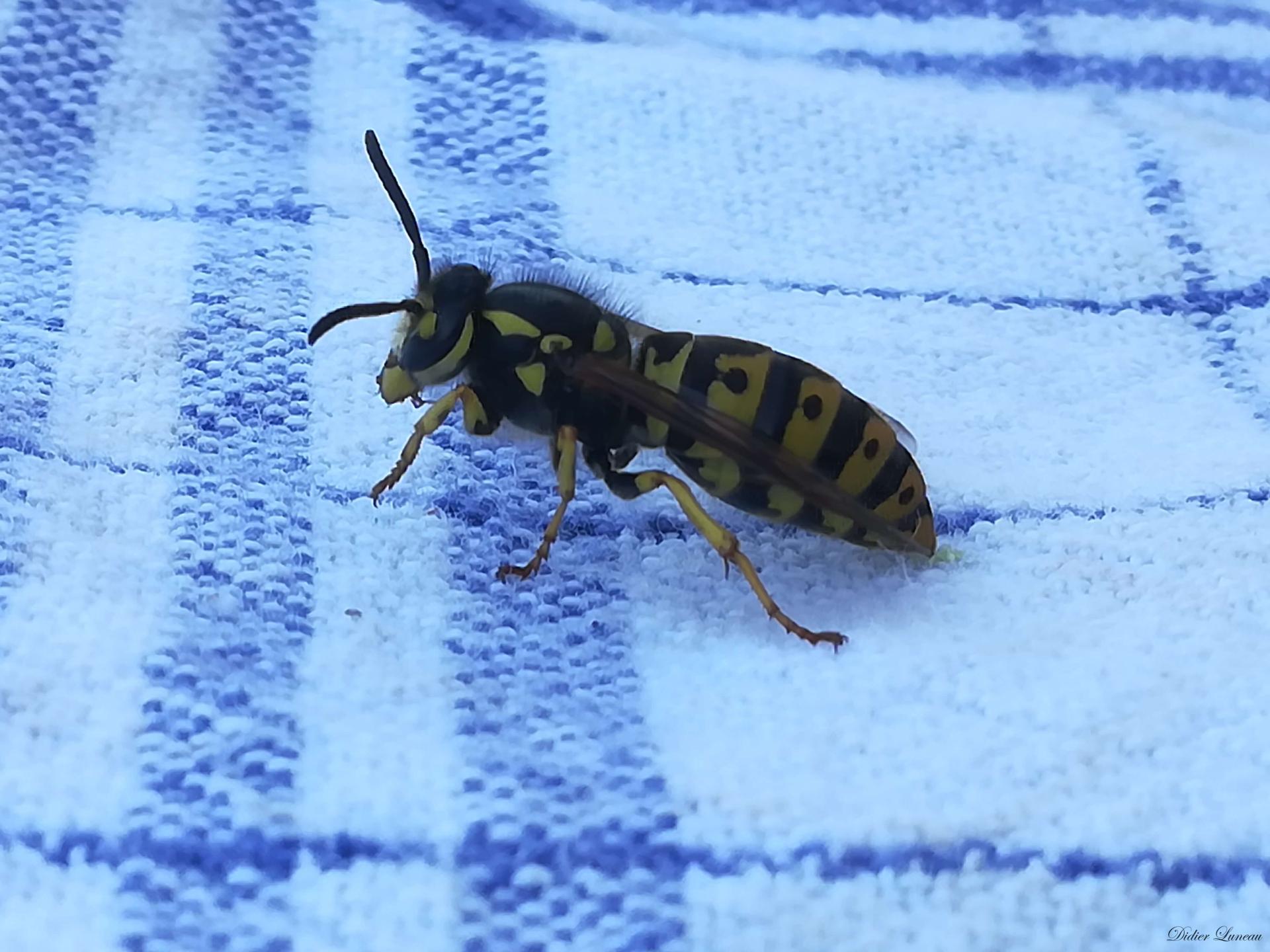 Didier luneau faune 15 signee