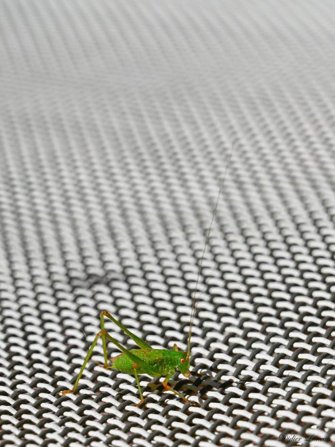 Didier luneau faune 17 signee