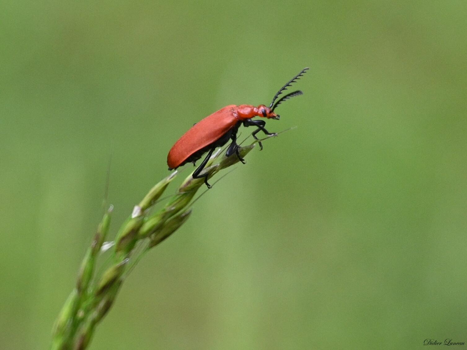 Didier luneau faune 18 signee