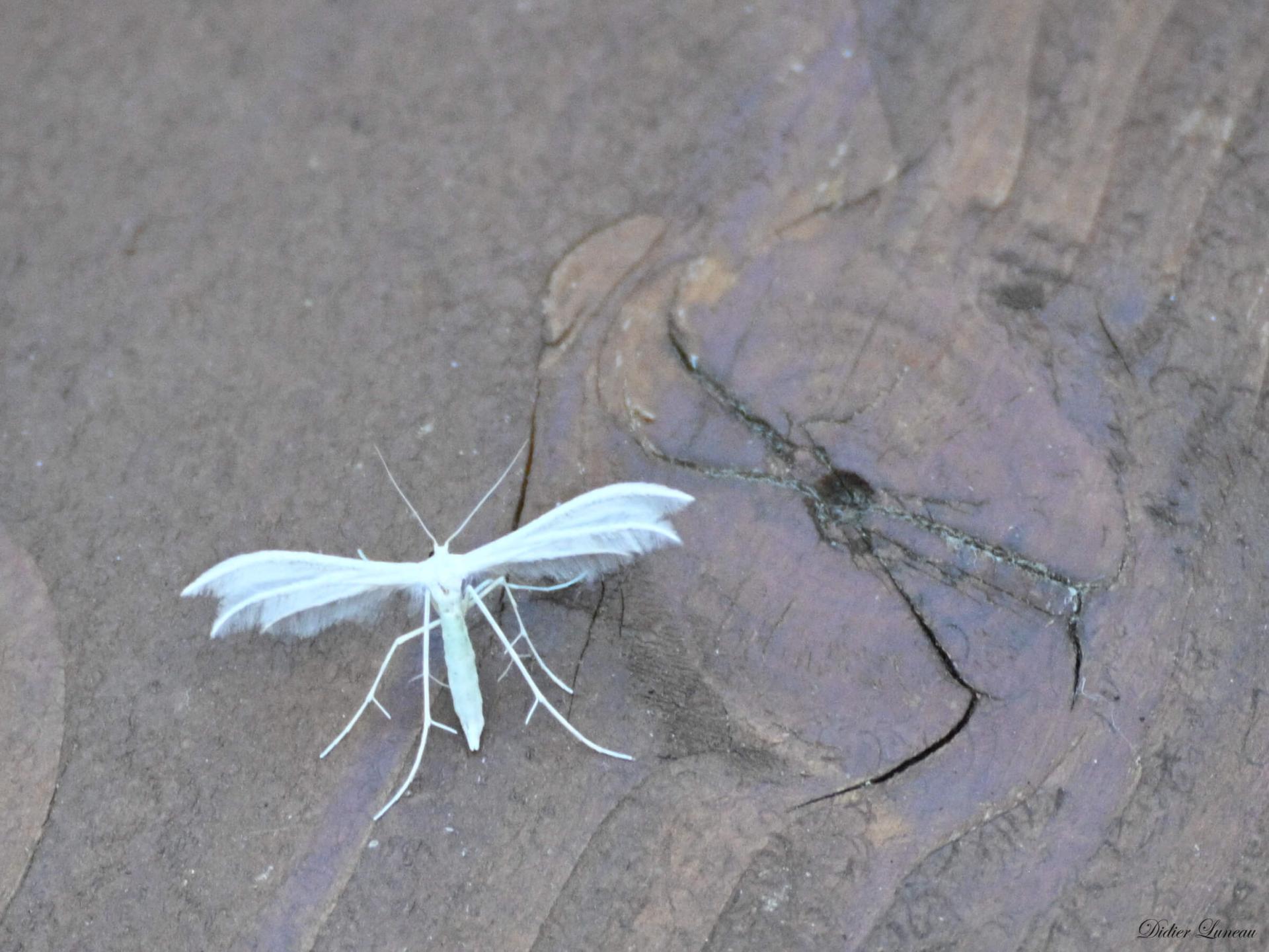 Didier luneau faune 3 signee